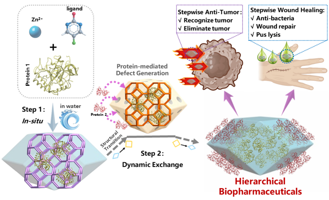 qy球友会(千亿)创新多层级生物大分子协同固定型生物药载体平台
